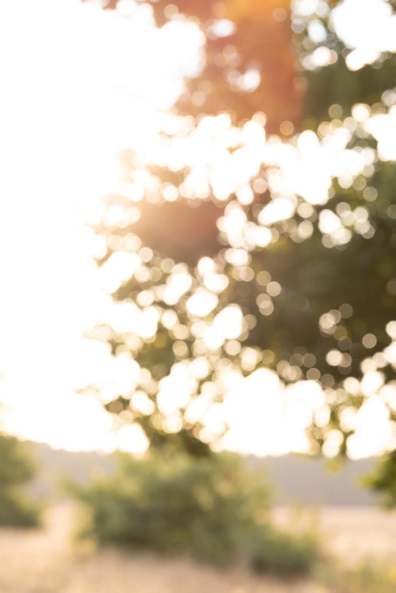 Hochzeitsfotografin Ein verliebtes Paar genießt die Sonne in der Natur, Berlin-Brandenburg