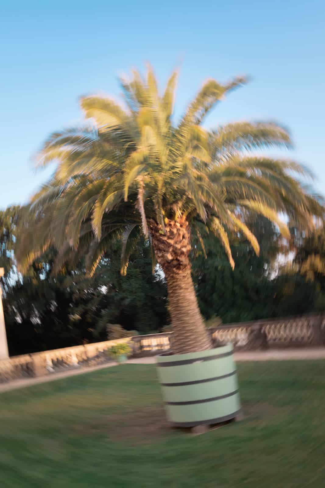 Artistic wedding photography with motion blur of palm tree and fountain in park setting