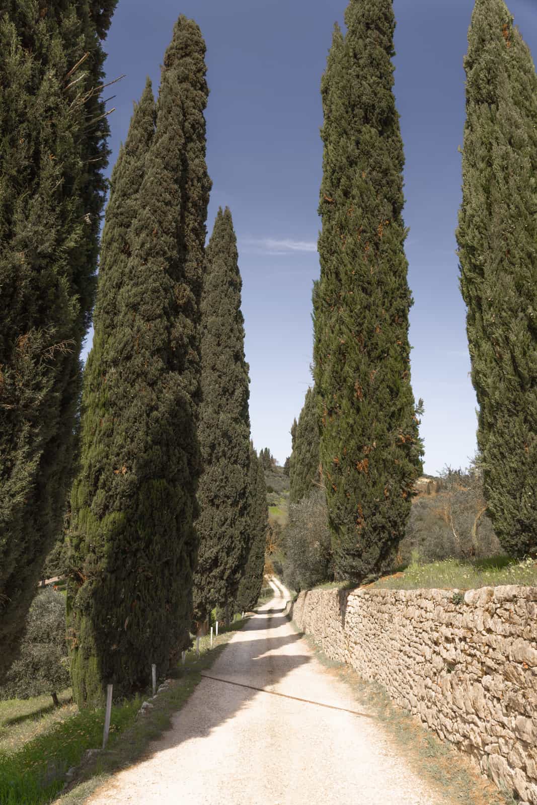 Cypress-lined path with stone wall in Tuscan landscape